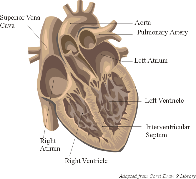 digoxin side effects can be scary heart problems